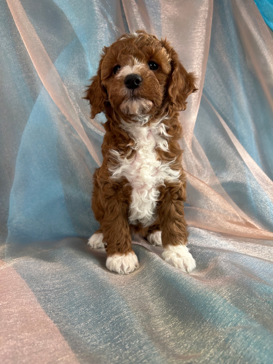 Female Cockapoo Pup for Sale DOB 10-13-2025 $950